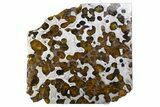 Brenham Pallasite Meteorite ( g) Slice - Kansas #310390-1